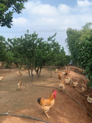 Hengnan County Double Wing Family Farm