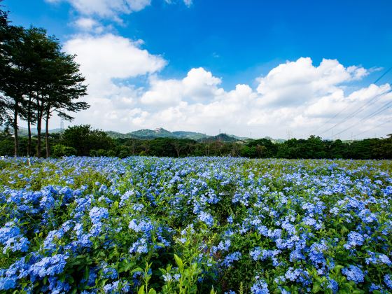 石岩環湖碧道陌上花公園