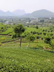 Chashan Team, Yingde Tea Plantation