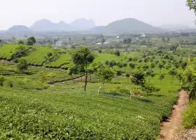 Chashan Team, Yingde Tea Plantation