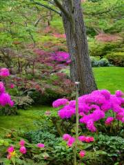 Kinney Azalea Gardens