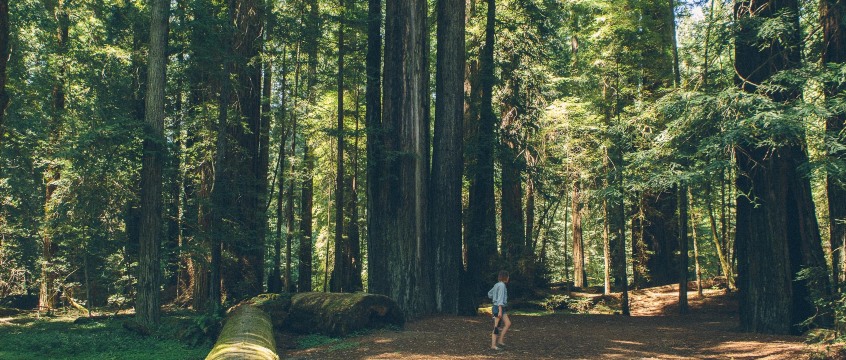 The Avenue of the Giants Marathon, Half Marathon & 10K | Humboldt Redwoods State Park