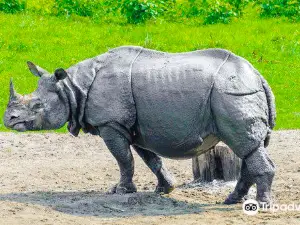 Jaldapara National Park