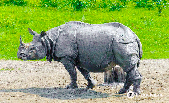 Jaldapara National Park