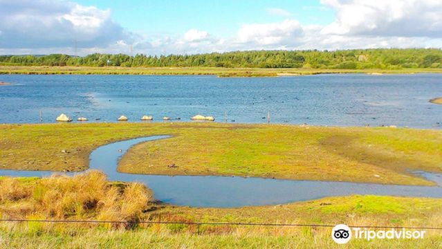 RSPB Dearne Valley - Old Moor