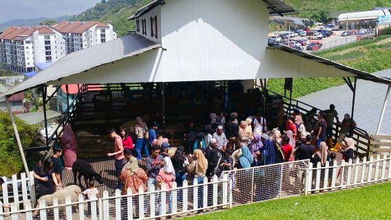 The Sheep Sanctuary