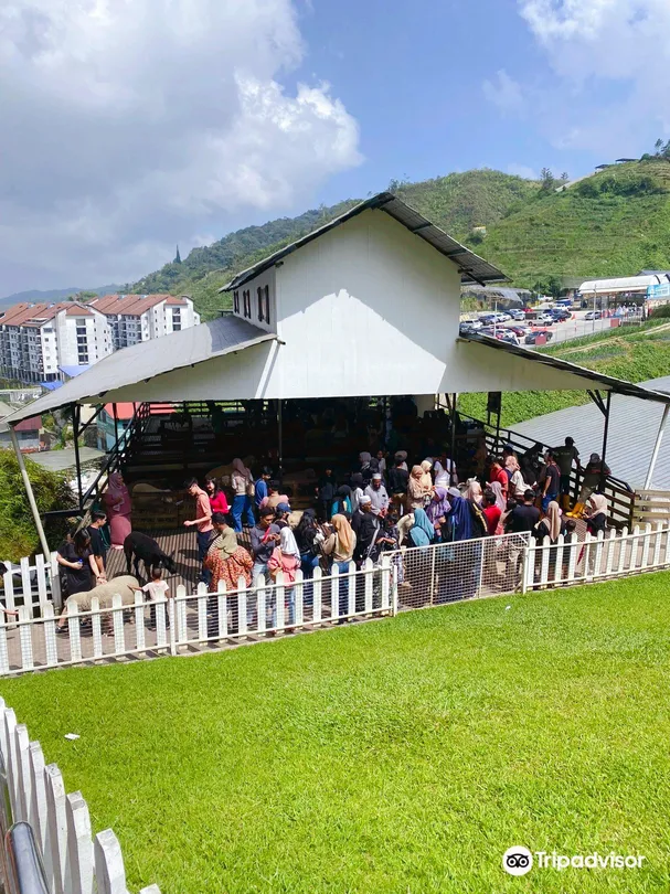 1_THE SHEEP SANCTUARY