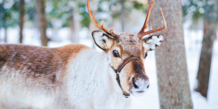 Aoluguya Ewenki Reindeer Culture Museum