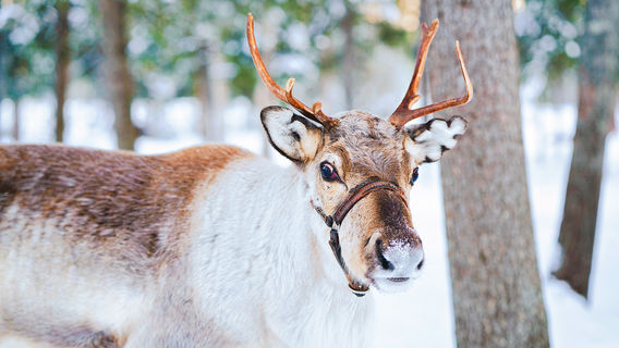 Aoluguya Ewenki Reindeer Culture Museum
