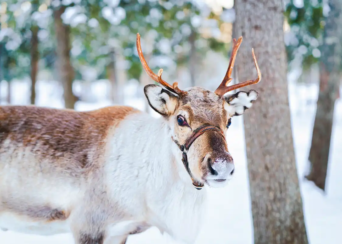 Hotels near Aoluguya Ewenki Reindeer Culture Museum