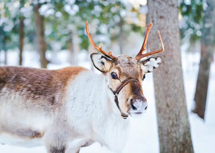 Hotels near Aoluguya Ewenki Reindeer Culture Museum