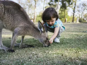 Kangaroo Feeding in Brisbane