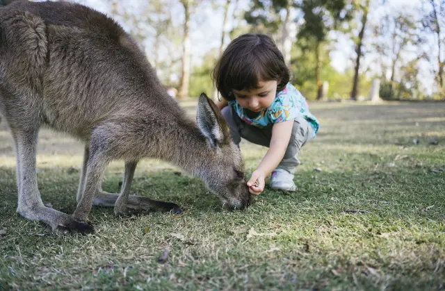 Kangaroo Feeding in Brisbane