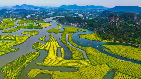 Rapeseed Flower Viewing in Taizhou