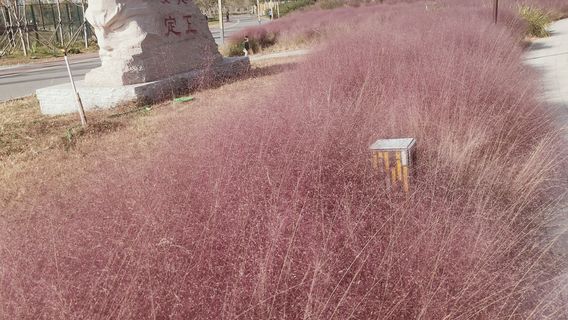 Pink Muhly Grass Viewing Area