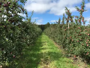 Appledale Orchards