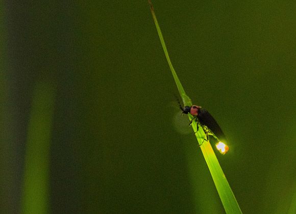 福生螢火蟲節 | 福生市