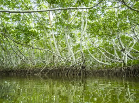 กิจกรรมในฤดูใบไม้ผลิยอดนิยมในฟลอริดา