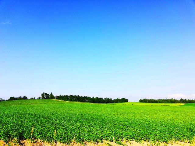 #境外遊好去處# 北海道的夏天，薰衣草的季节