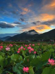 曹縣生態花海公園