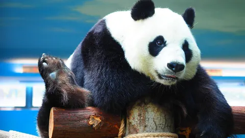 Wuhan Zoo attraction in Wuhan