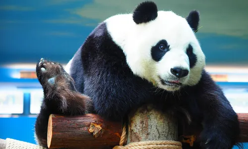 Wuhan Zoo