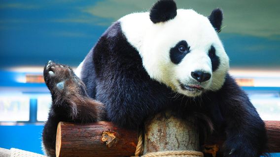 Wuhan Zoo