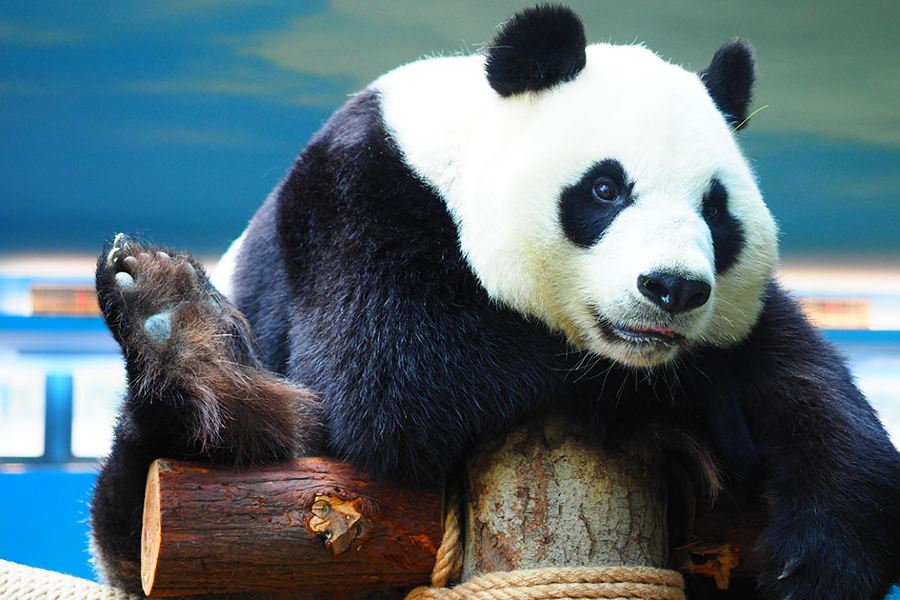 武漢動物園