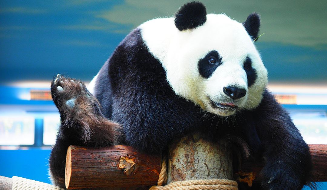 Wuhan Zoo