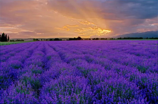 Lavender Viewing in Ili