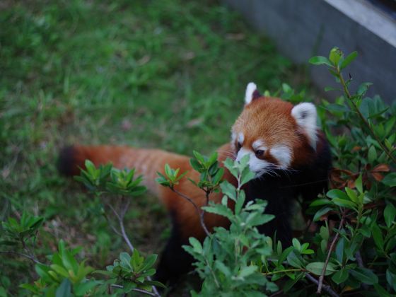 淹城野生動物世界