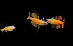 Shanghai Ocean Aquarium