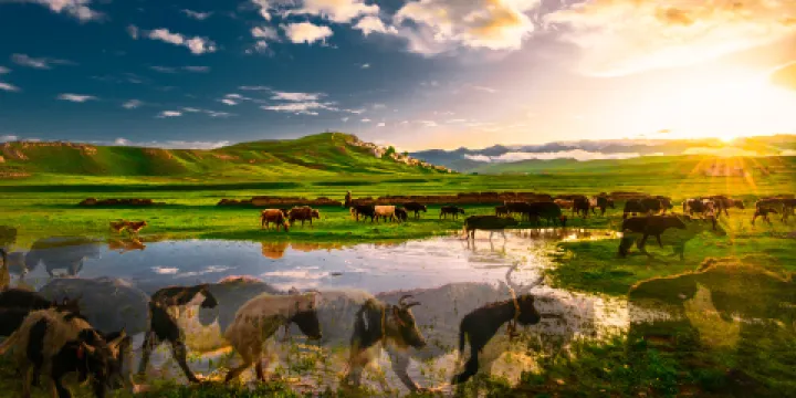 若爾蓋西部牧場