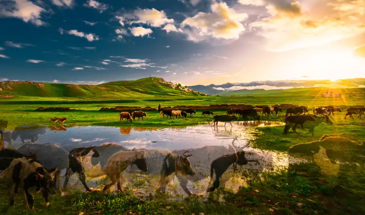 Hotels near Western District Tourist Ranch