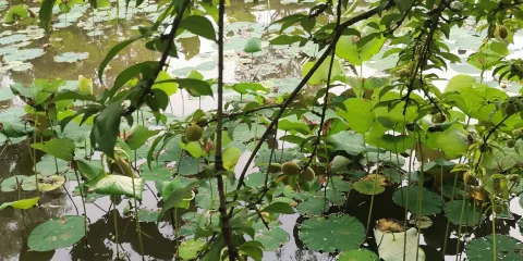 微米民宿農家樂