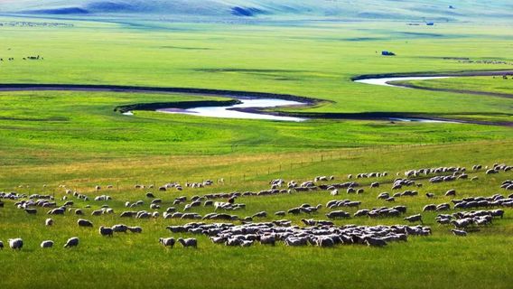 Baiyinhadacaoyuan Sceneic Area