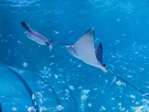 The National Aquarium Abu Dhabi