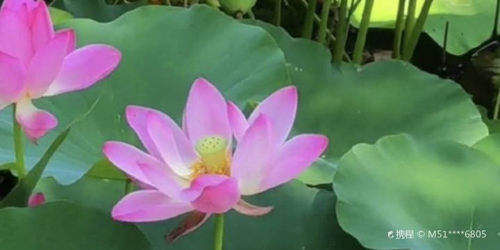 Yuanfei Lotus Garden