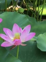 Yuanfei Lotus Garden