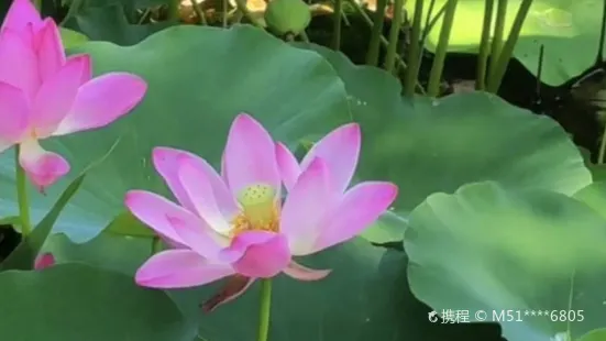 Yuanfei Lotus Garden