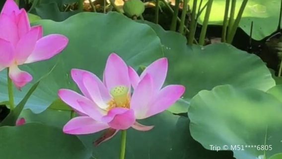 Yuanfei Lotus Garden