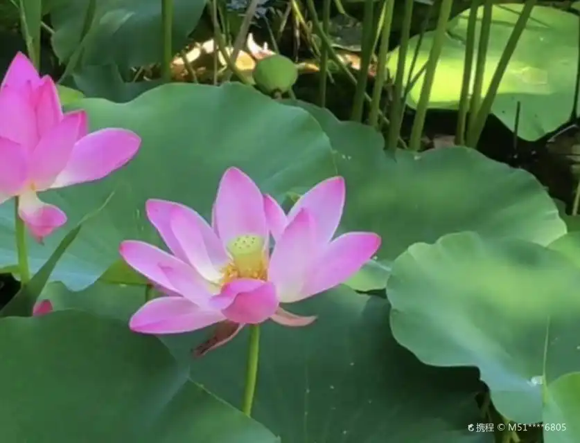 Hotels near Yuanfei Lotus Garden