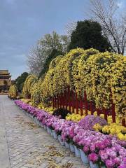 龍亭公園賞菊花