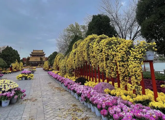 Chrysanthemum Viewing in Kaifeng