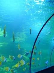Boao Xisha Aquarium