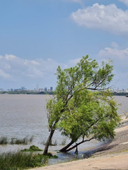 Paraná y el Río