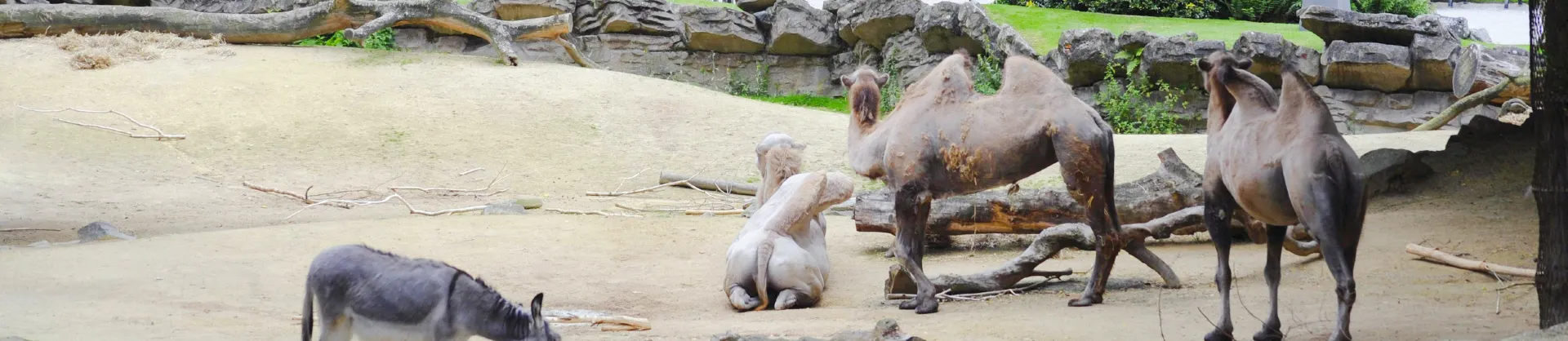 Family-Friendly Attractions