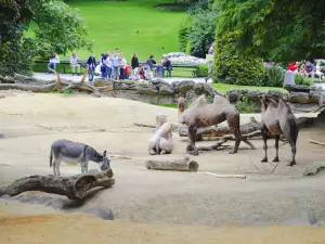 Popular Family-Friendly Attractions in Antwerp