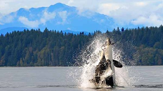 Tofino