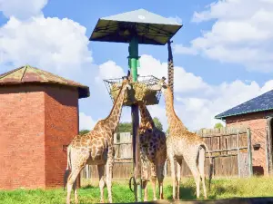 Johannesburg Zoo